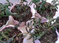 铁皮石斛家庭盆栽种植选用什么土呢？