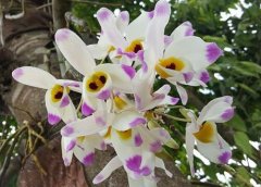 大苞鞘石斛家庭盆栽种植方法