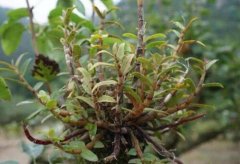 如何去除盆栽石斛里的害虫?