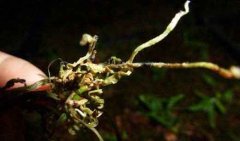 铁皮石斛根腐病和软腐病的区分和防治方法