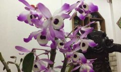 金钗石斛盆栽种植技术和养护方法