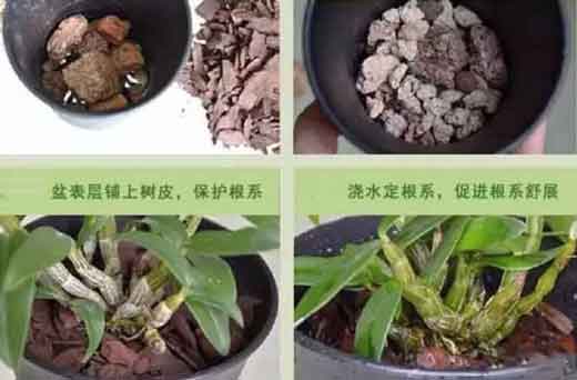 家里种植铁皮石斛苗步骤图示