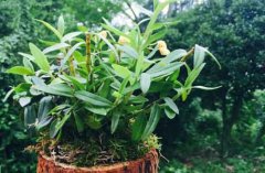 石斛兰盆栽对光照的误区?