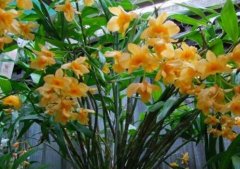 石斛不开花是什么原因?