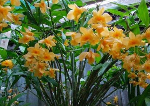 石斛盆栽开花图