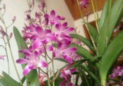 澳洲石斛兰怎么浇水？澳洲石斛的养殖方法