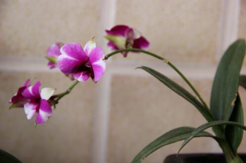 蝴蝶石斛兰盆栽图片