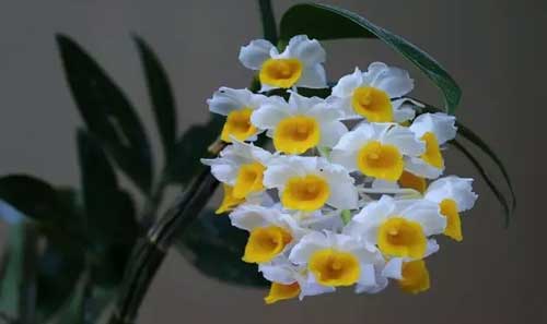 石斛花图片