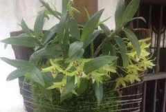 板植石斛怎么浇水？石斛木板种植怎么保湿？