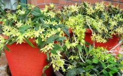 家里盆栽的铁皮石斛要不要施肥呢？施什么肥料?