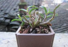 铁皮石斛北方能种植吗？北方能种活铁皮石斛吗？