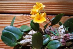 盆栽龟背石斛的种植方法