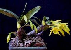 盆栽黑毛石斛家庭养殖方法