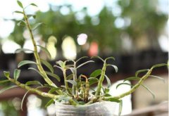 铁皮石斛适合用什么土种植？