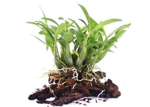 铁皮石斛组培苗图片