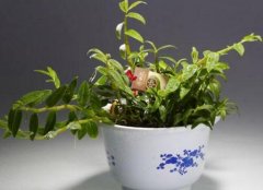 石斛兰的室内种植技术