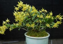 家庭盆栽石斛兰的日常养护