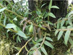 石斛种植中常见病害鉴别与防治
