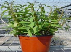 铁皮石斛盆栽种植方法及四季养护管理