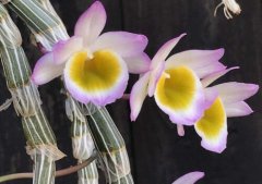 玫瑰石斛盆栽种植方法