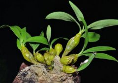 鼓槌石斛种植技术