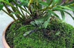 水苔种石斛盆栽的方法和注意事项