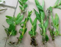 铁皮石斛家庭盆栽有哪些繁殖方式？