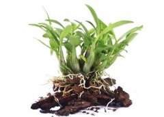 铁皮石斛盆栽选哪种材质的盆好？