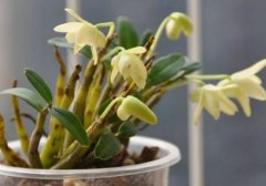 在花盆里怎样种石斛？家庭石斛小盆栽方法