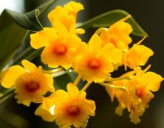 鼓槌石斛盆栽家庭种植与日常管理