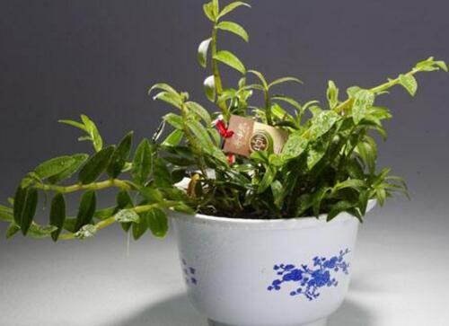 合理的浇水对铁皮石斛盆栽来说比较关键