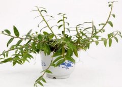 铁皮石斛盆栽需要怎样打理才能活的好？