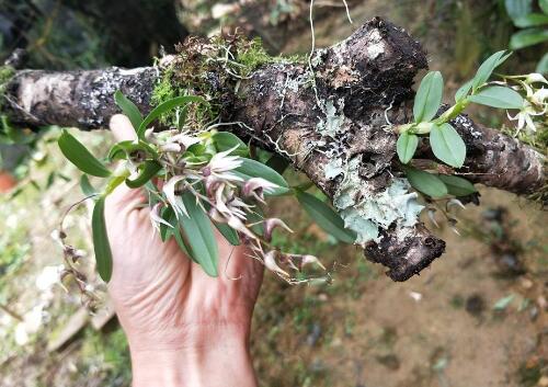 铁皮石斛仿野生种植示意图