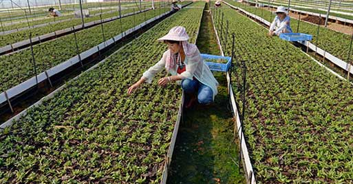 大棚种植铁皮石斛苗移植需要一定的技巧