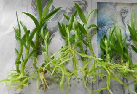 铁皮石斛组培苗图片