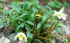 铜皮石斛花什么颜色？有香味吗？