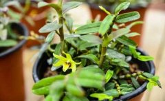 盆栽石斛冬季日常养护与管理