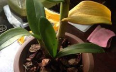 石斛兰叶子发黄了怎么办？