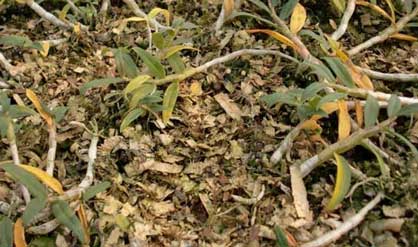 铁皮石斛营养不良，缺乏生长必须的元素也会导致叶子发干发黄