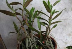 家庭盆栽种植铁皮石斛的分株分芽繁殖方法