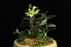 铁皮石斛盆栽种植能活多少年?