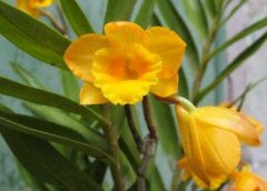 夹江叠鞘石斛种植技术与病虫防治
