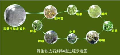 石斛盆栽的种植方法图片