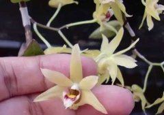 铁皮石斛花怎么做人工授粉？