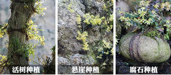 仿野生种植铁皮石斛种植的几种方式