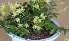 铁皮石斛盆栽家庭种植方法与日常打理