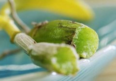 孕妇为什么不能吃铁皮石斛？