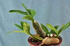 鼓槌石斛价格多少钱一斤？