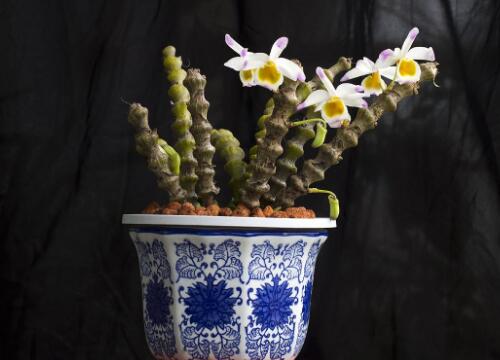 龙陵肿节石斛图片