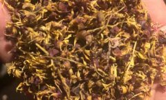 珍虫石斛花价格表，珍虫石斛花价格多少钱？